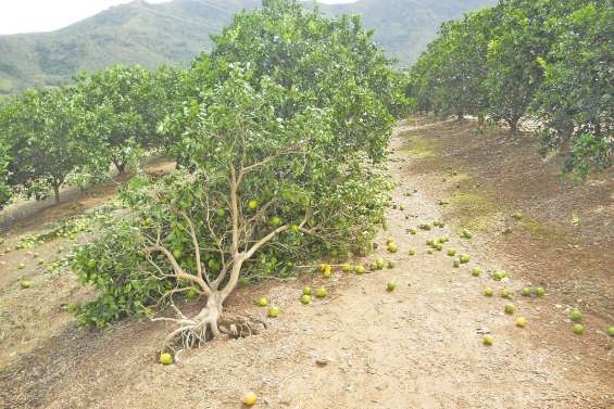 Les vergers de Méaré ont souffert