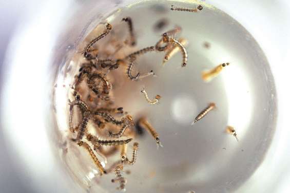 Risque de recrudescence de la dengue après le cyclone