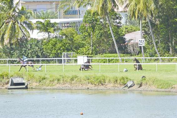 Spectaculaire chute lors du Prix Carpin
