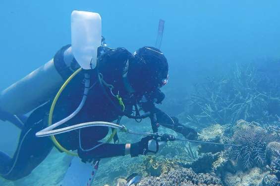 On les attrape avec du vinaigre