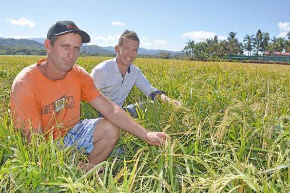 La filière riz pousse doucement