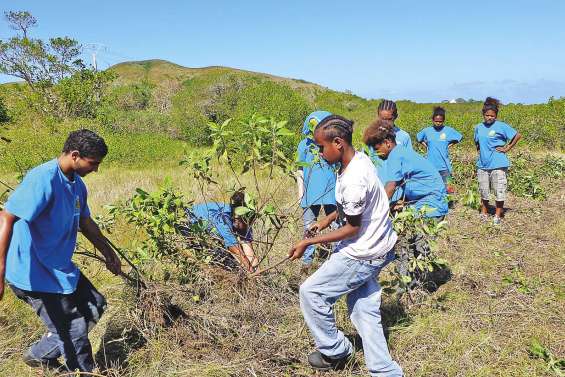 Les adolescents à l’assaut des plantes envahissantes à Ouano