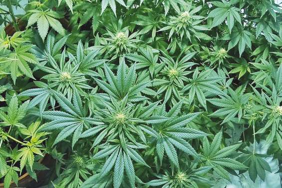 Cultiver des légumes plutôt que du cannabis