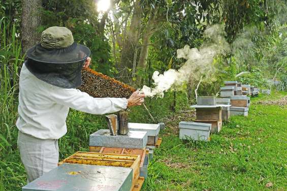 La production de miel peut-elle décoller ?