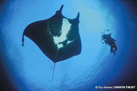 « Initiative Manta » fait la part belle au « diable de mer »