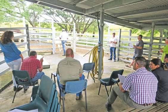 Bovins aux enchères à Port-Laguerre 