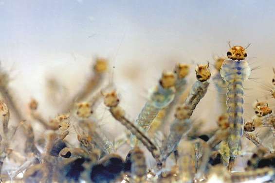 La dengue rôde toujours, la vigilance est de mise