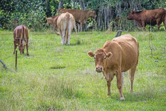Le gouvernement a planché sur son agriculture