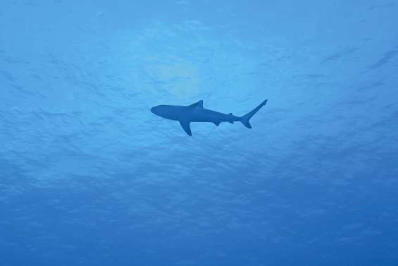 Le sanctuaire des requins s’étend à la province Sud