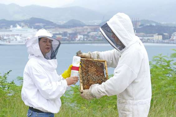 Le varroa, tueur d’abeilles en approche