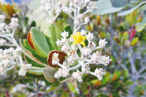 Une « arche de Noé pour les plantes » rares et menacées