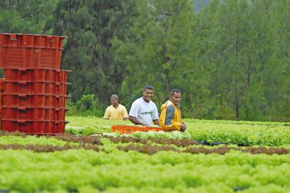 Une coopérative maraîchère est née