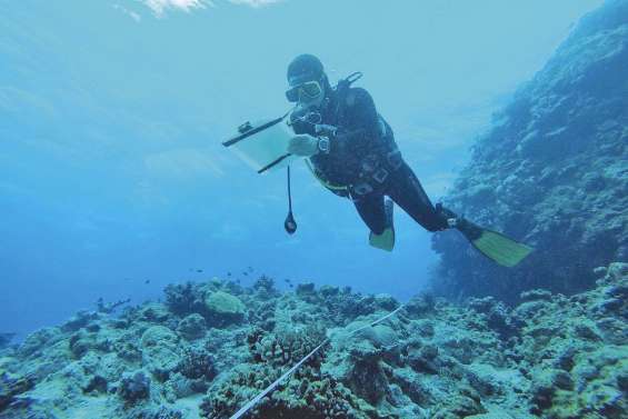 Un récif pristine immortalisé dans l’œil de la photographie