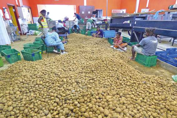 Dix ans au service des producteurs des Loyauté