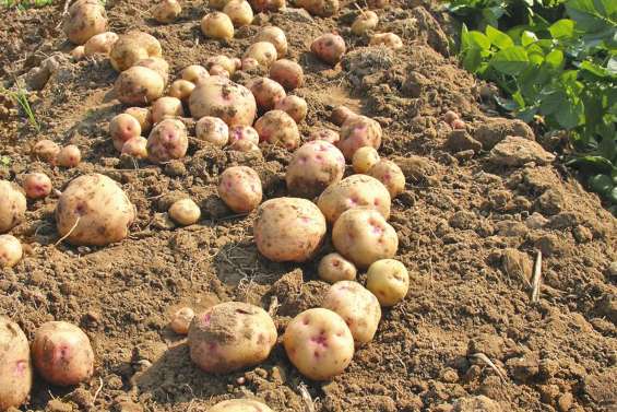 Un garde-fou contre la Ralstonia