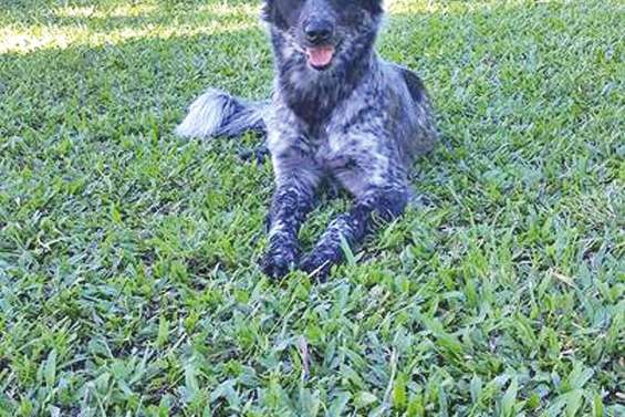 Ils attendent un maître