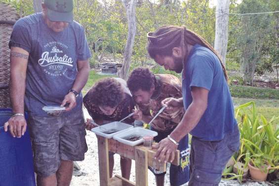 Les moustiques surveillés par l’Institut Pasteur