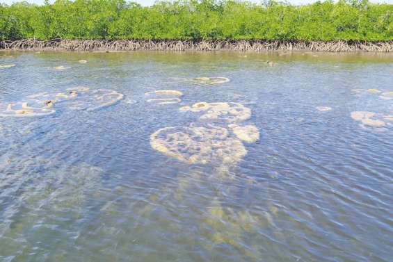 Les coraux stars de Bouraké