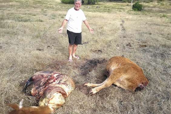 La colère d’un éleveur face au braconnage