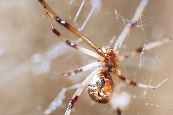 La « veuve brune » fait son nid dans le Nord