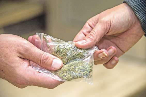 Les cannabiculteurs filent au Camp-Est