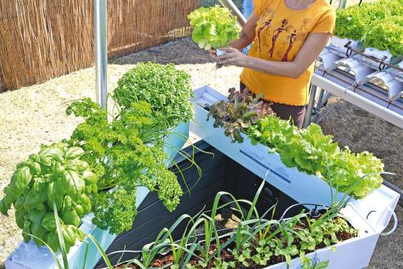Le rendez-vous des mains vertes