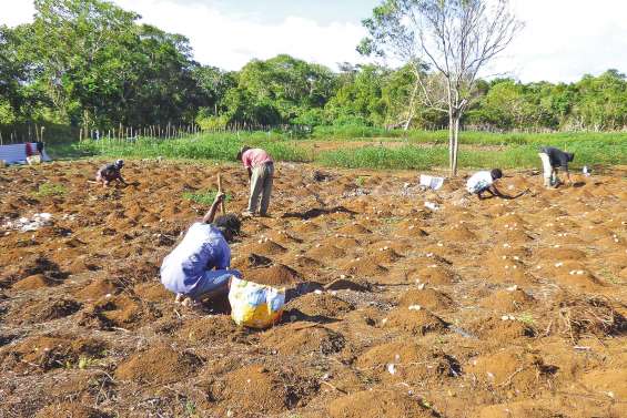 Sept jeunes cultivent leur avenir