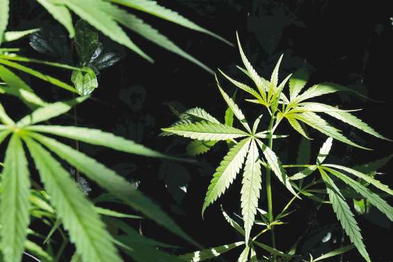 Les cannabiculteurs se succèdent devant le tribunal