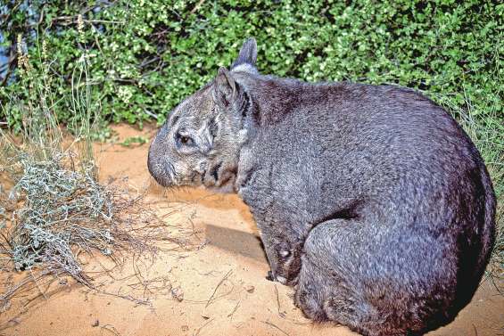Un bébé wombat, fierté du Queensland