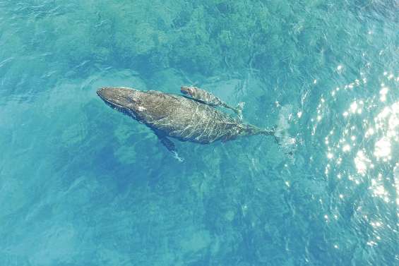 Les baleines et leurs petits sont au rendez-vous