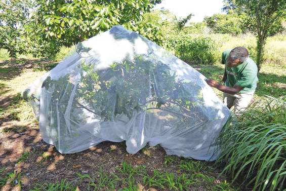 Le filet, une alternative viable contre les ravageurs