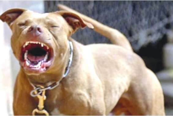 Molosse ultraviolent