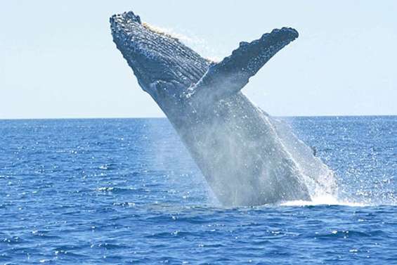 Une baleine heurte la coque : quatre blessés