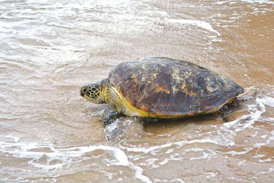 Une tortue bientôt libérée à Jozip