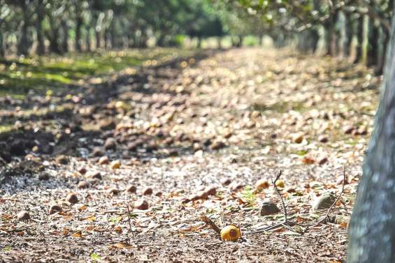 Encore une récolte de fruits ratée pour les exploitants