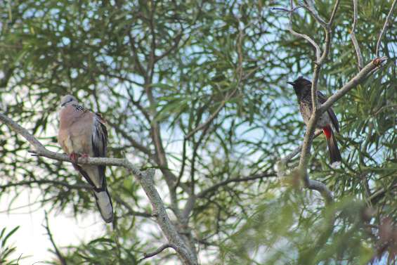 Si charmant et pourtant si redoutable bulbul