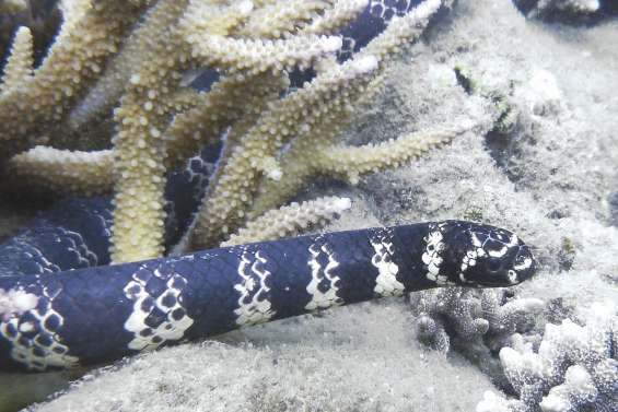 Eaux polluées, serpents moins rayés