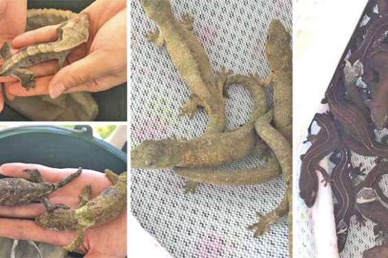 Le procès du trafiquant de geckos renvoyé