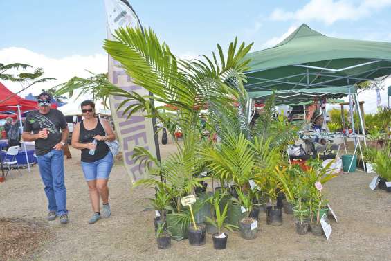 Au cœur de la Fête du palmier