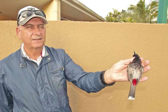 Un petit oiseau pour une grande  menace écologique