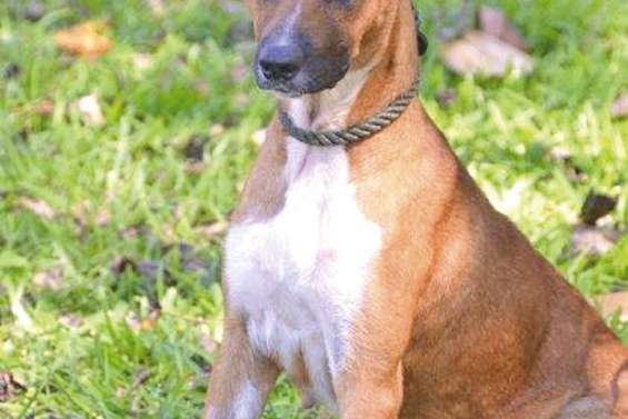 Ils attendent un maître