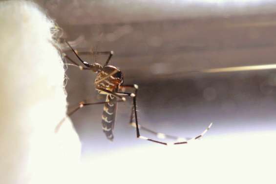 Deux nouveaux moustiques connus pour être plutôt gauches