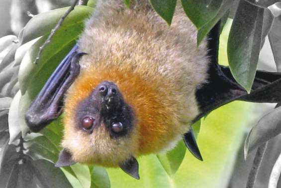 La roussette se dévoile à Table-Unio