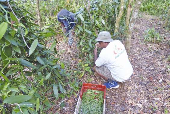 La filière vanille enregistre une baisse de production