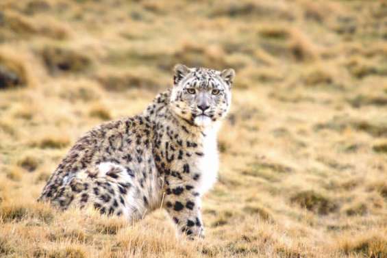 Nés en Chine, des animaux  et des sentiments