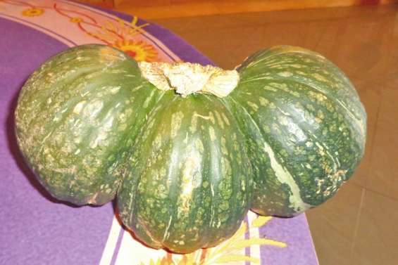 Une drôle de squash