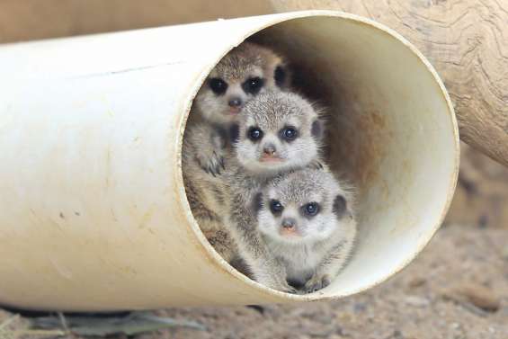 Des bébés suricates au zoo de Canberra