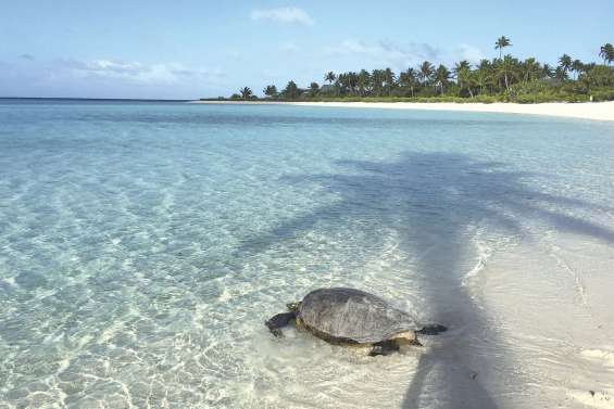L’île de Brando : quand luxe et écologie font cause commune