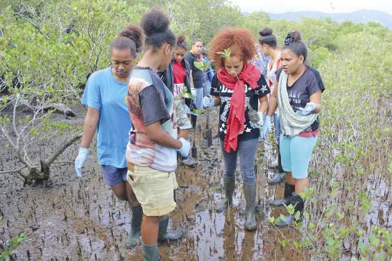 Les lycéens soignent la mangrove et font école