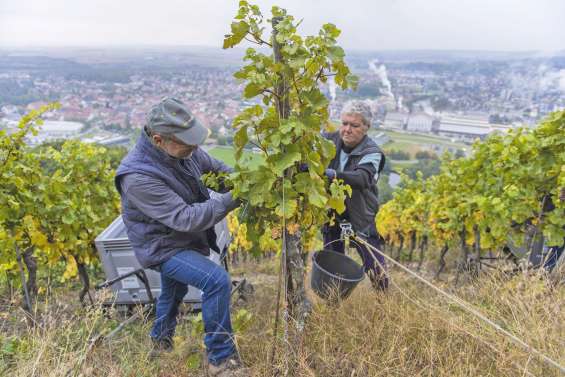 La production viticole en baisse à cause du climat